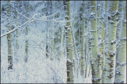 (image for) Birch and Aspin Trees